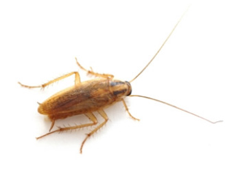 Cucaracha Germánica