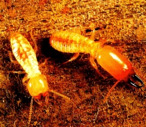 termits9