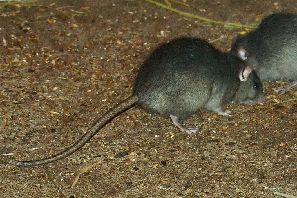 Son efectivos los ultrasonidos para ratas y ratones? - Anticimex